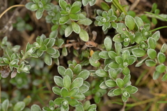 Anaphalioides alpina (Anaphalioides alpina)