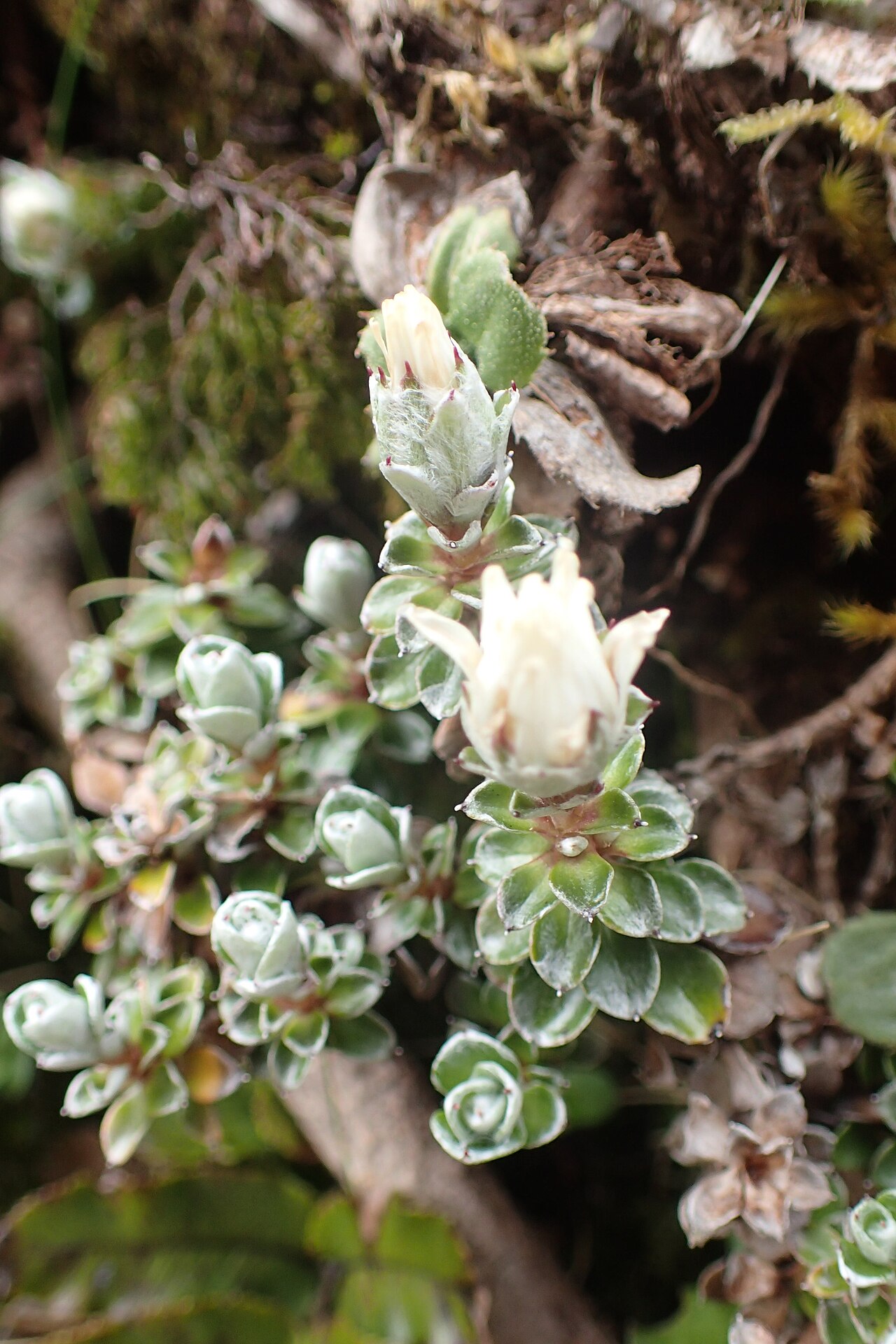 Anaphalioides alpina: Anaphalioides alpina near Manganui Ski Field in Taranaki Edmont National Park