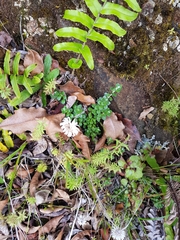 Anaphalioides alpina (Anaphalioides alpina)