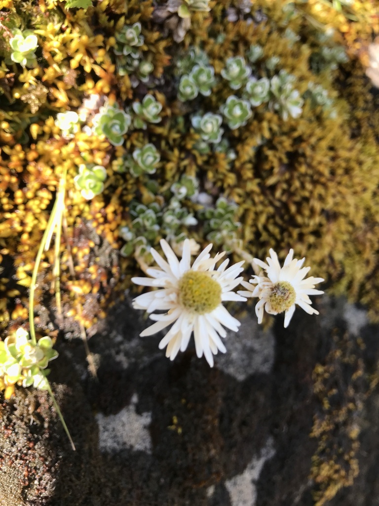 Anaphalioides alpina (Anaphalioides alpina)