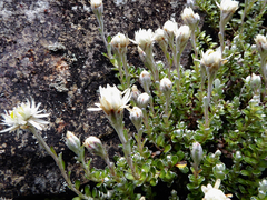 Anaphalioides alpina (Anaphalioides alpina)
