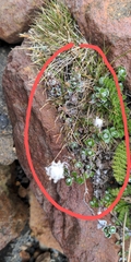 Anaphalioides alpina (Anaphalioides alpina)