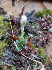Anaphalioides alpina (Anaphalioides alpina)