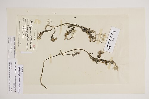 Anaphalioides alpina (Anaphalioides alpina)