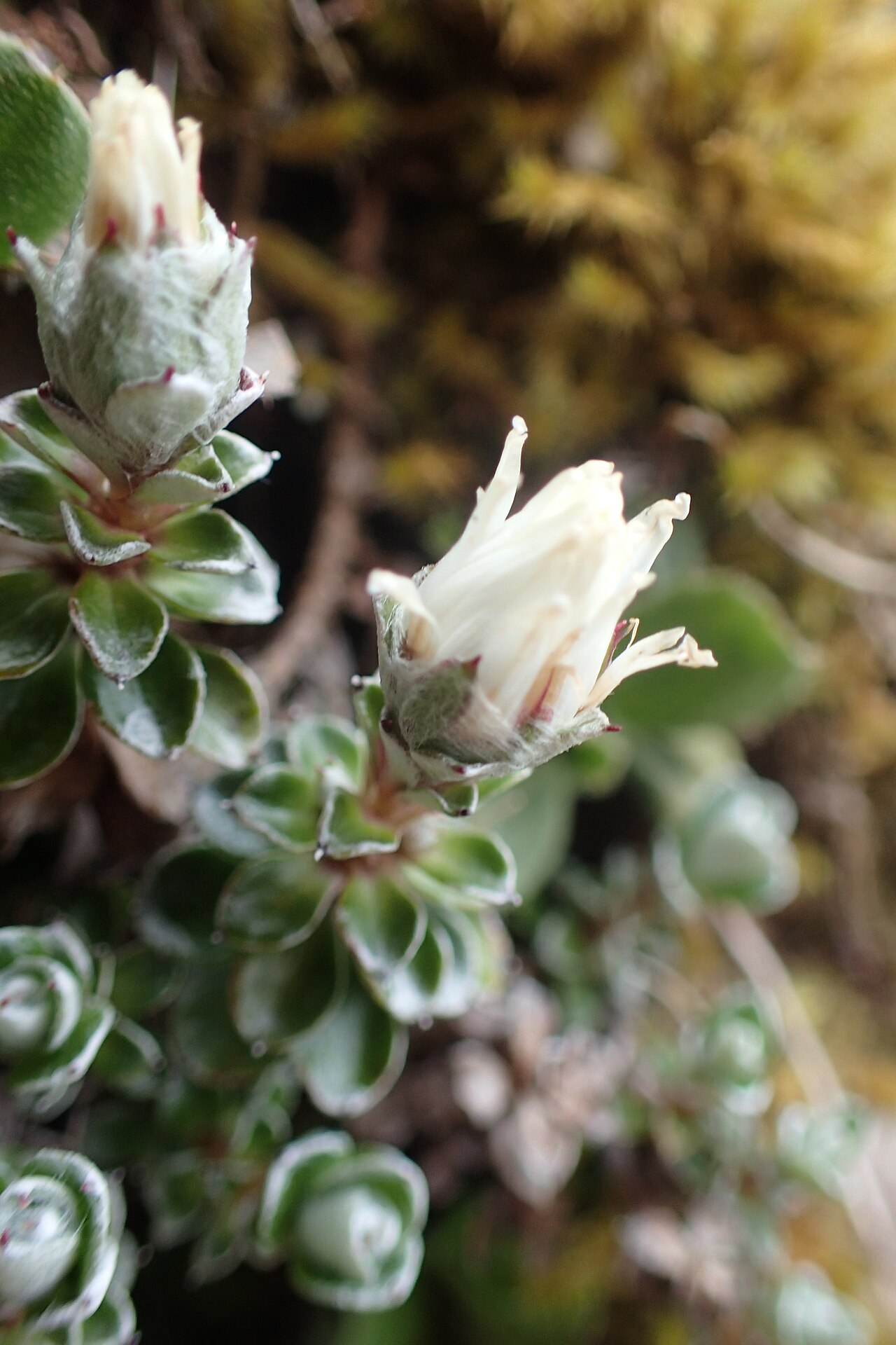 Anaphalioides alpina: Anaphalioides alpina near Manganui Ski Field in Taranaki Edmont National Park