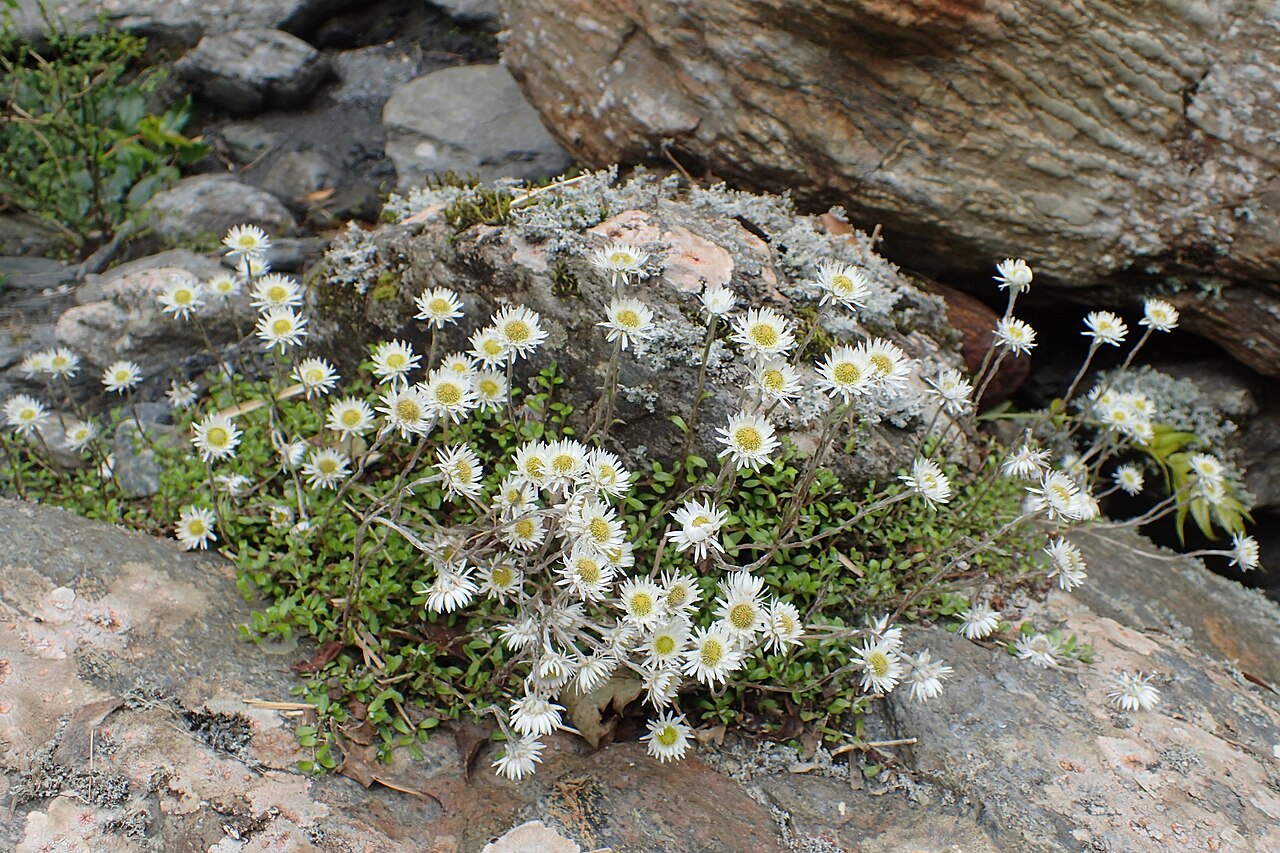 Anaphaloides bellidioides: Anaphalioides bellidioides by Mt Alexander near Inchbonnie, West Coast