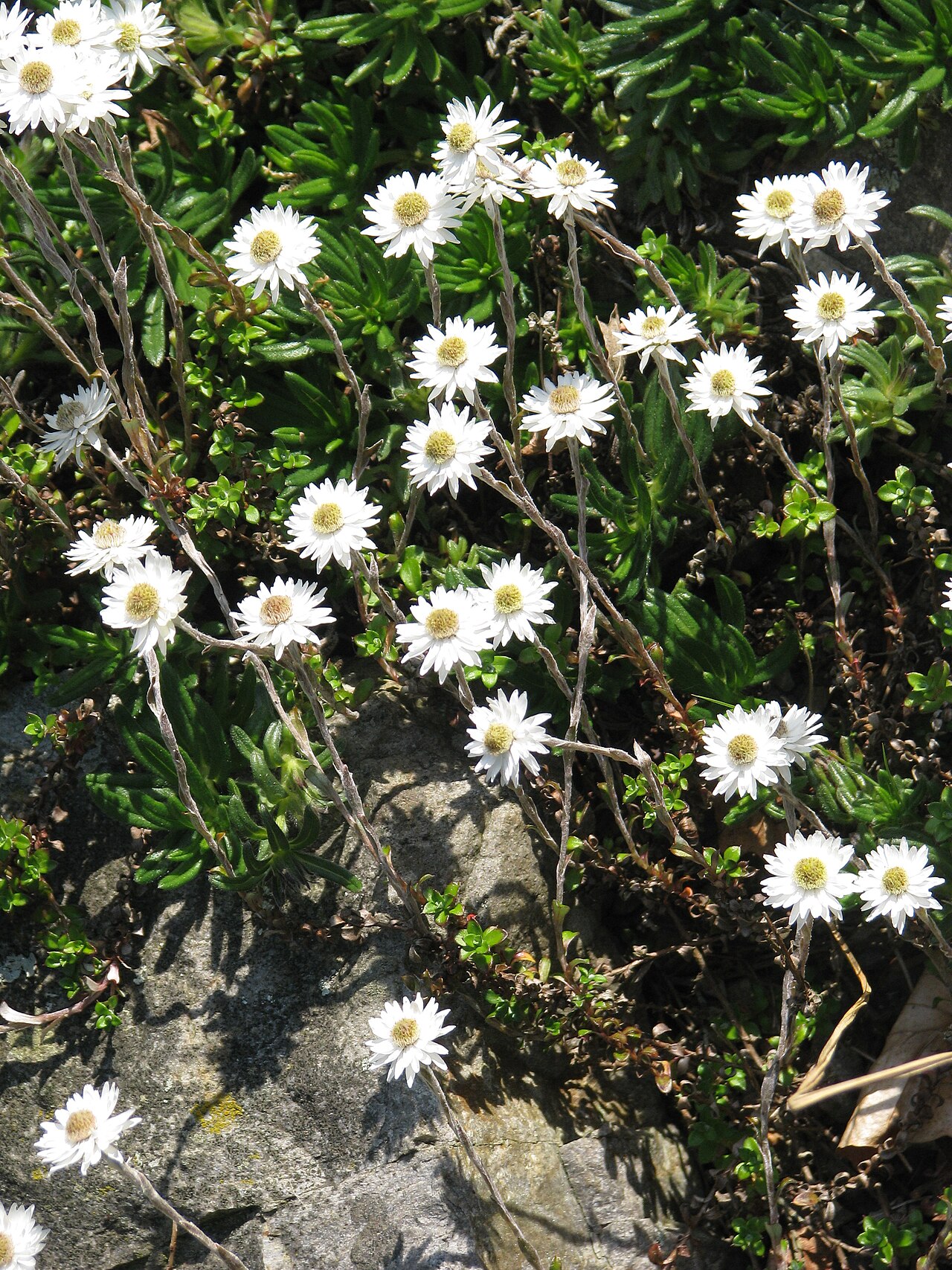 Anaphaloides bellidioides: Anaphalioides bellidioides