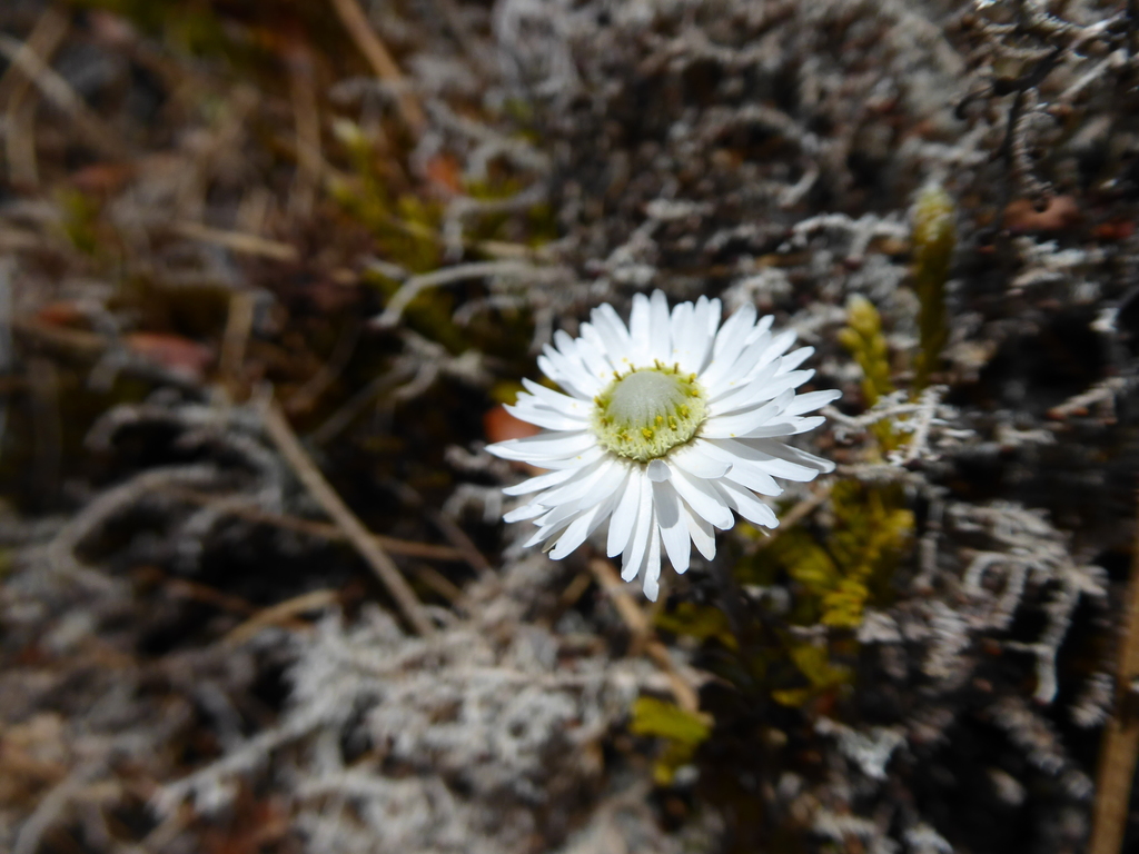 Anaphaloides bellidioides (Anaphalioides bellidioides)