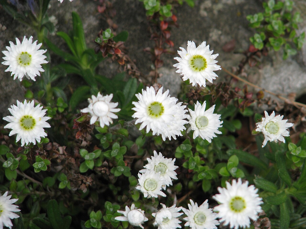 Anaphaloides bellidioides: Anaphalioides bellidioides
