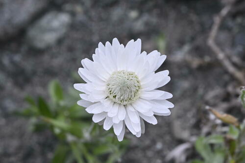 Anaphaloides bellidioides (Anaphalioides bellidioides)