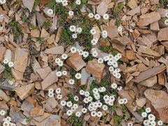 Anaphaloides bellidioides (Anaphalioides bellidioides)