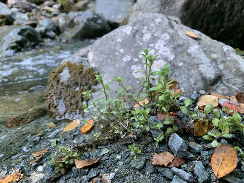 Anaphaloides bellidioides (Anaphalioides bellidioides)