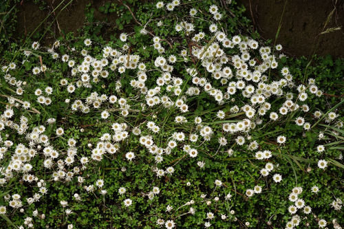Anaphaloides bellidioides (Anaphalioides bellidioides)
