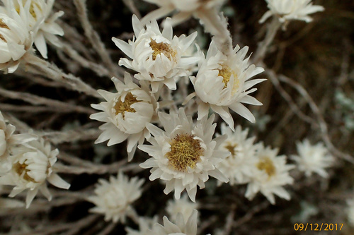 Anaphaloides bellidioides (Anaphalioides bellidioides)