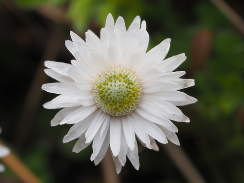 Anaphaloides bellidioides (Anaphalioides bellidioides)
