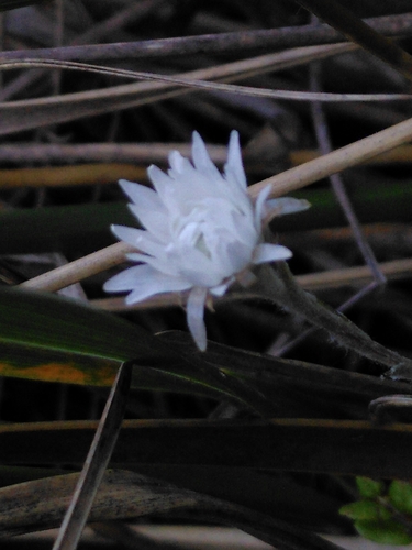 Anaphaloides bellidioides (Anaphalioides bellidioides)