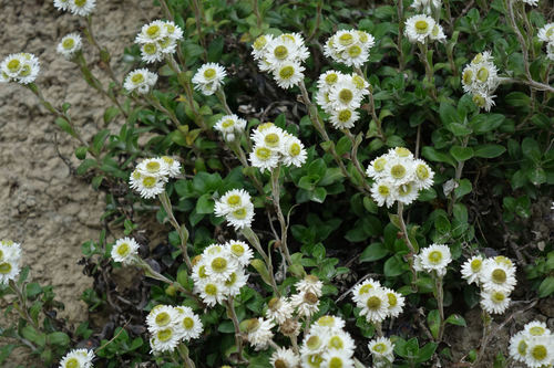 Anaphalioides hookeri (Anaphalioides hookeri)