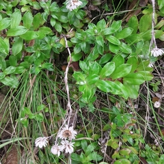 Anaphalioides hookeri (Anaphalioides hookeri)