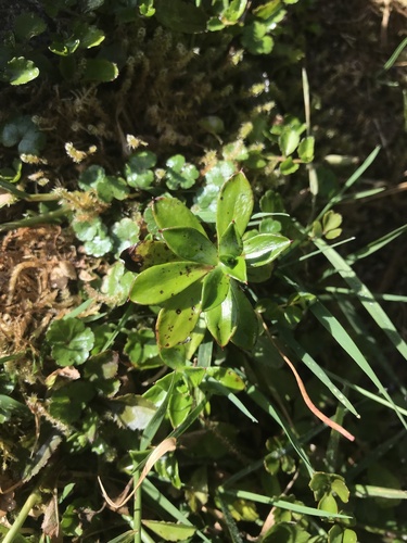 Anaphalioides hookeri (Anaphalioides hookeri)