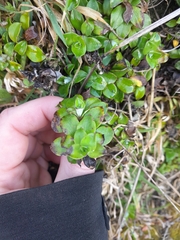 Anaphalioides hookeri (Anaphalioides hookeri)