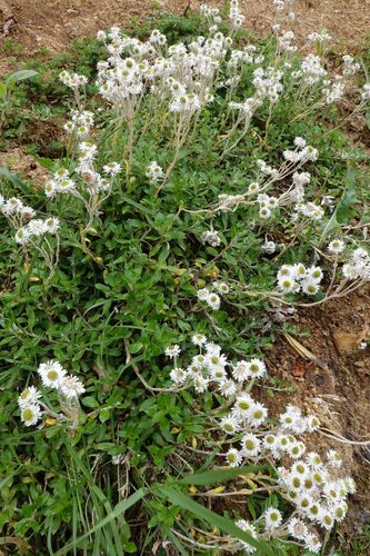 Anaphalioides hookeri (Anaphalioides hookeri)