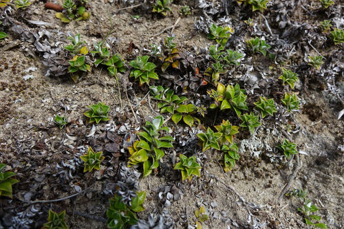 Anaphalioides hookeri (Anaphalioides hookeri)
