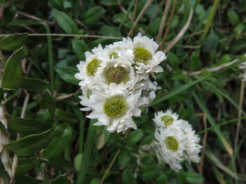 Anaphalioides hookeri (Anaphalioides hookeri)
