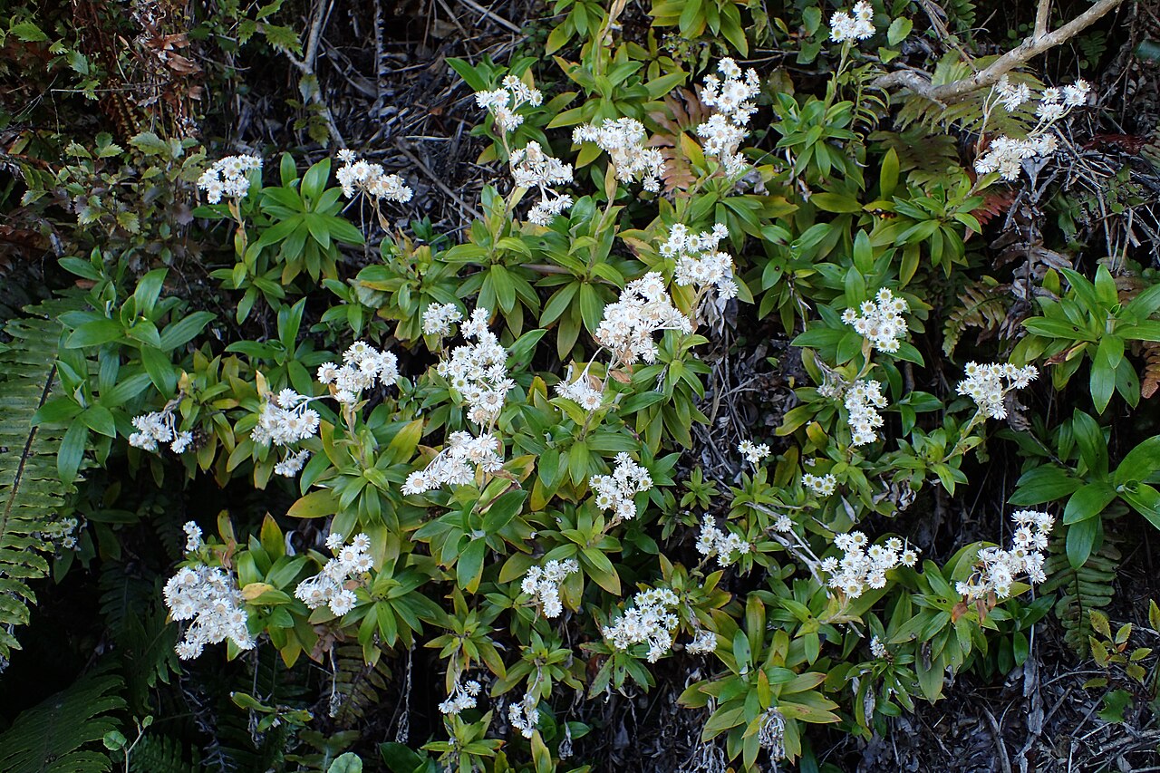 Anaphalioides trinervis: Anaphalioides trinervis in Haast, Westland