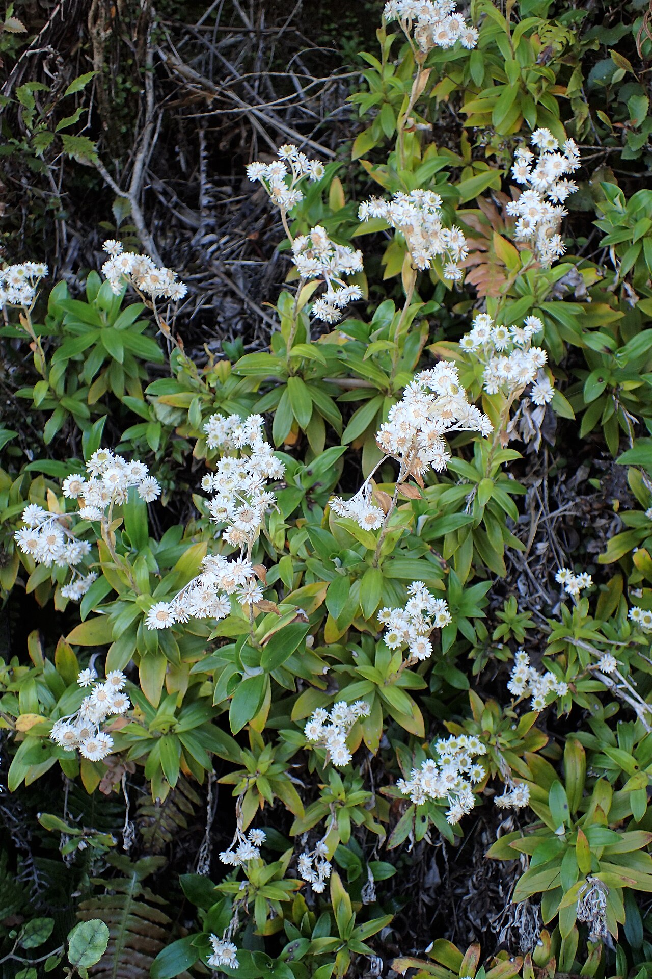 Anaphalioides trinervis: Anaphalioides trinervis in Haast, Westland