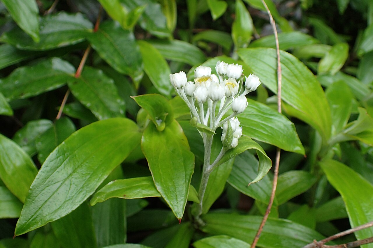 Anaphalioides trinervis: Anaphalioides trinervis by Mt Alexander near Inchbonnie, West Coast
