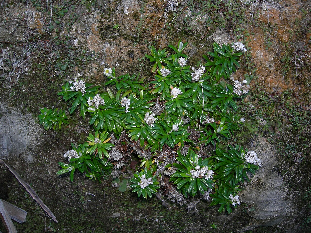 Anaphalioides trinervis (Anaphalioides trinervis)