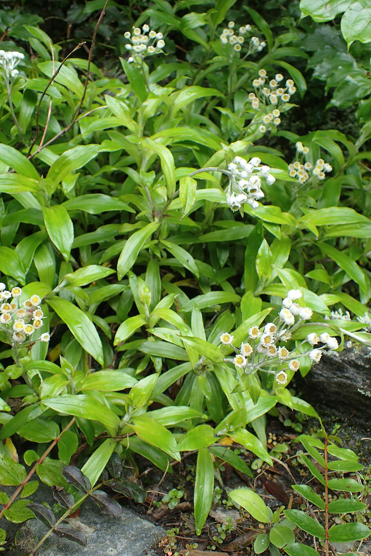 Anaphalioides trinervis: Anaphalioides trinervis by Mt Alexander near Inchbonnie, West Coast