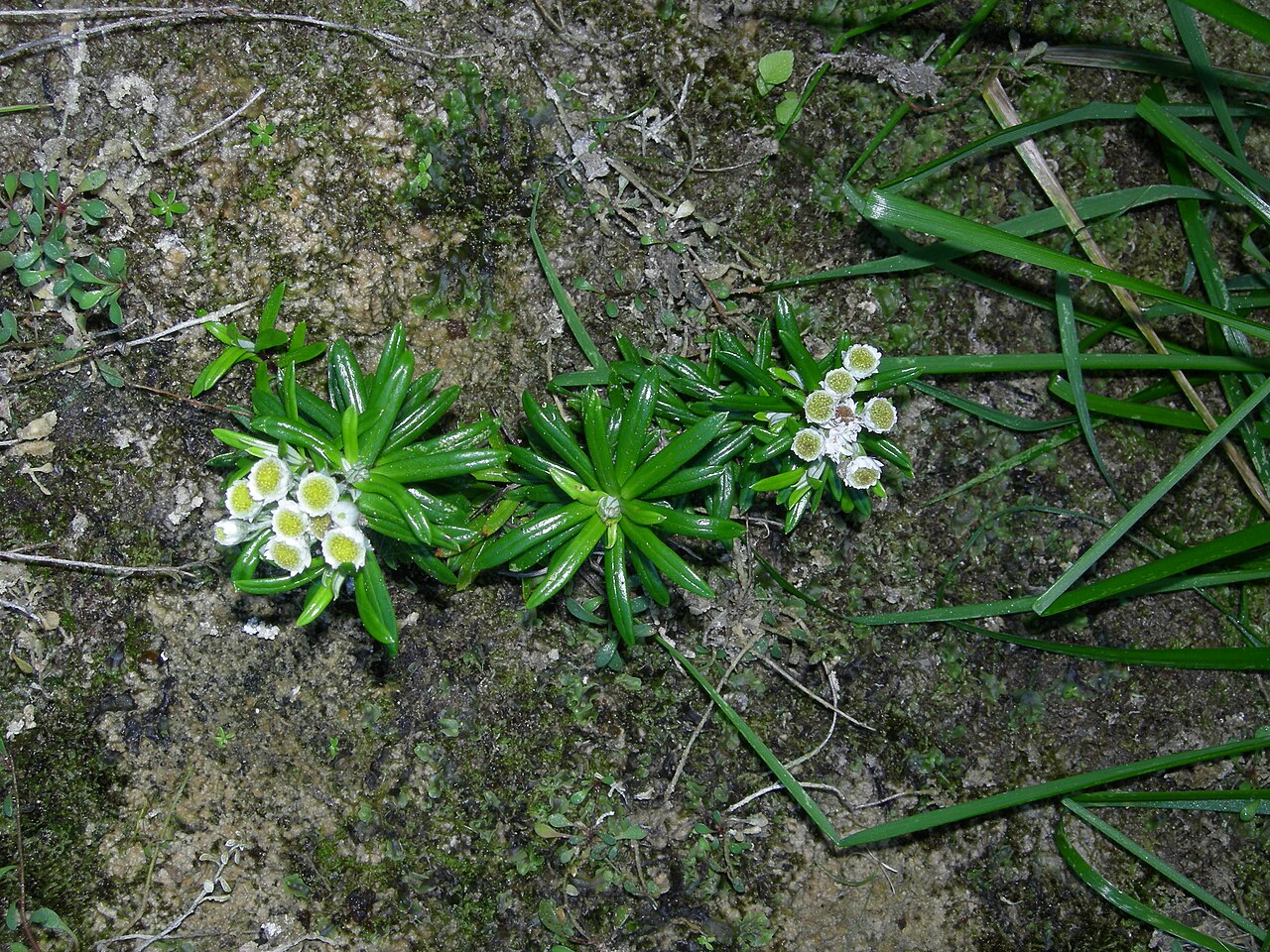 Anaphalioides trinervis (Anaphalioides trinervis)