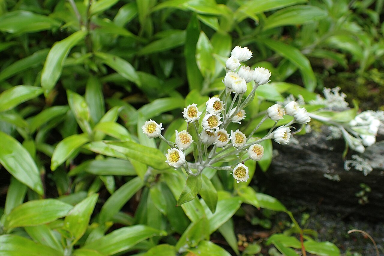 Anaphalioides trinervis: Anaphalioides trinervis by Mt Alexander near Inchbonnie, West Coast