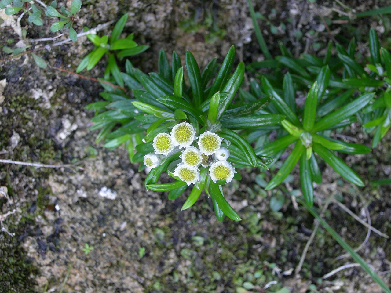 Anaphalioides trinervis (Anaphalioides trinervis)
