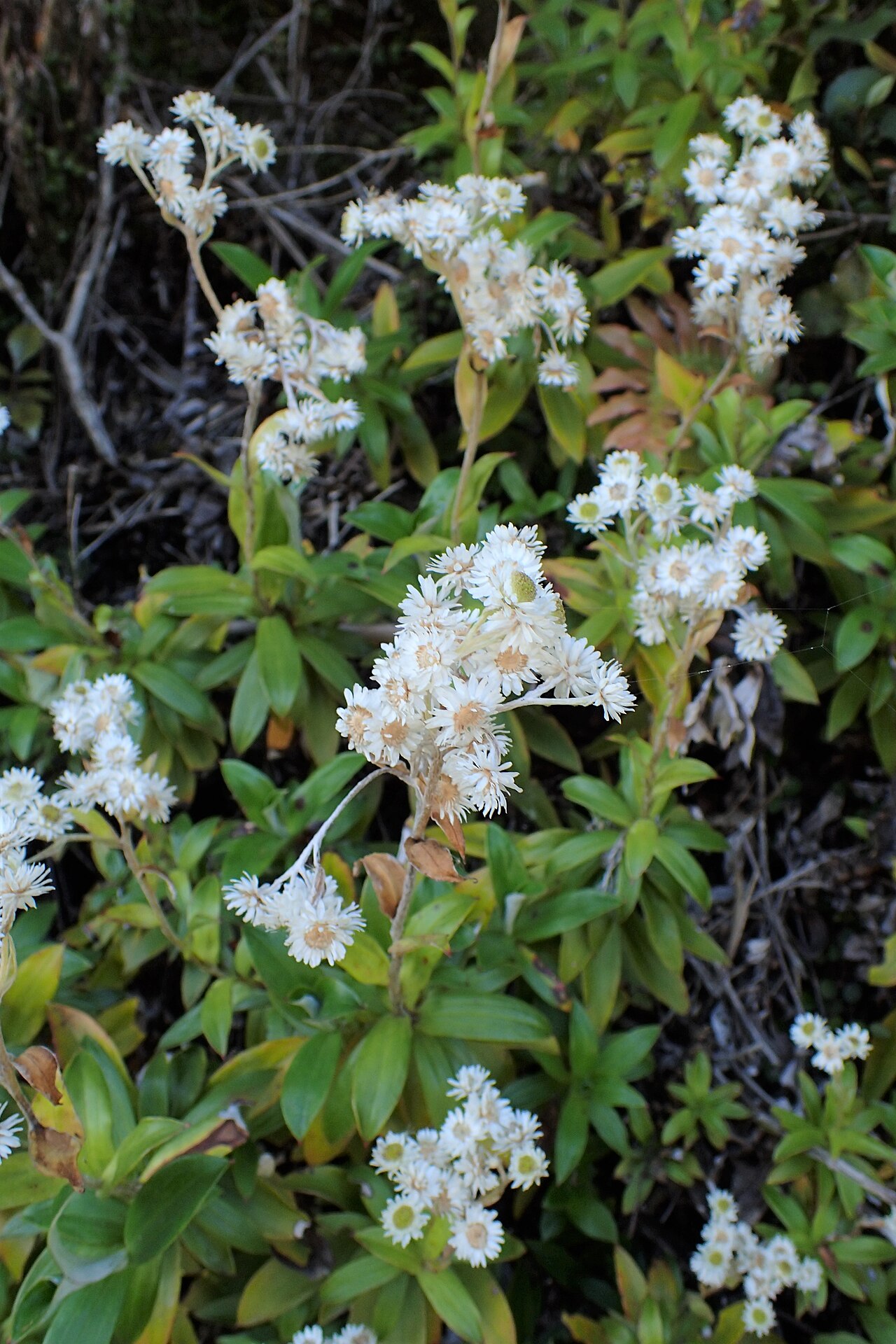 Anaphalioides trinervis: Anaphalioides trinervis in Haast, Westland