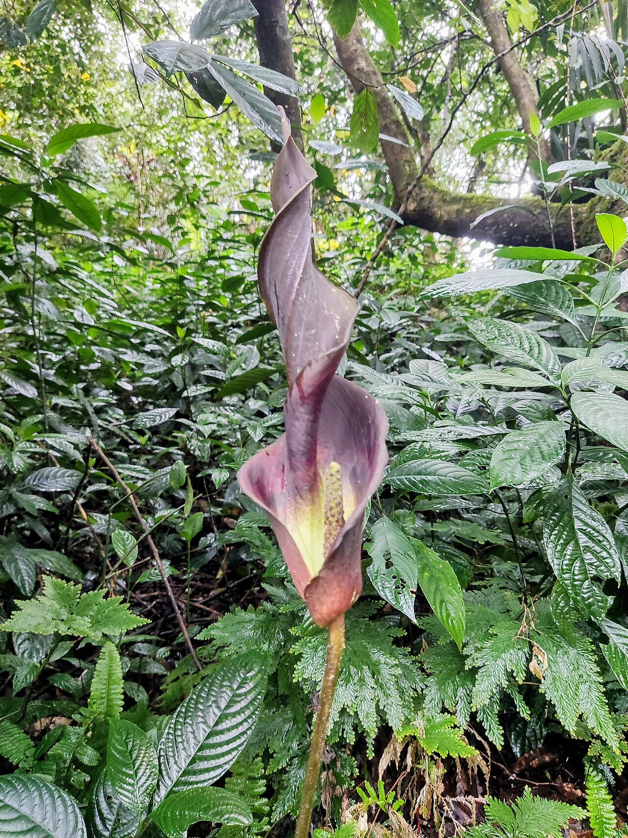 Anaphyllum wightii: Anaphyllum wightii, Wayanad