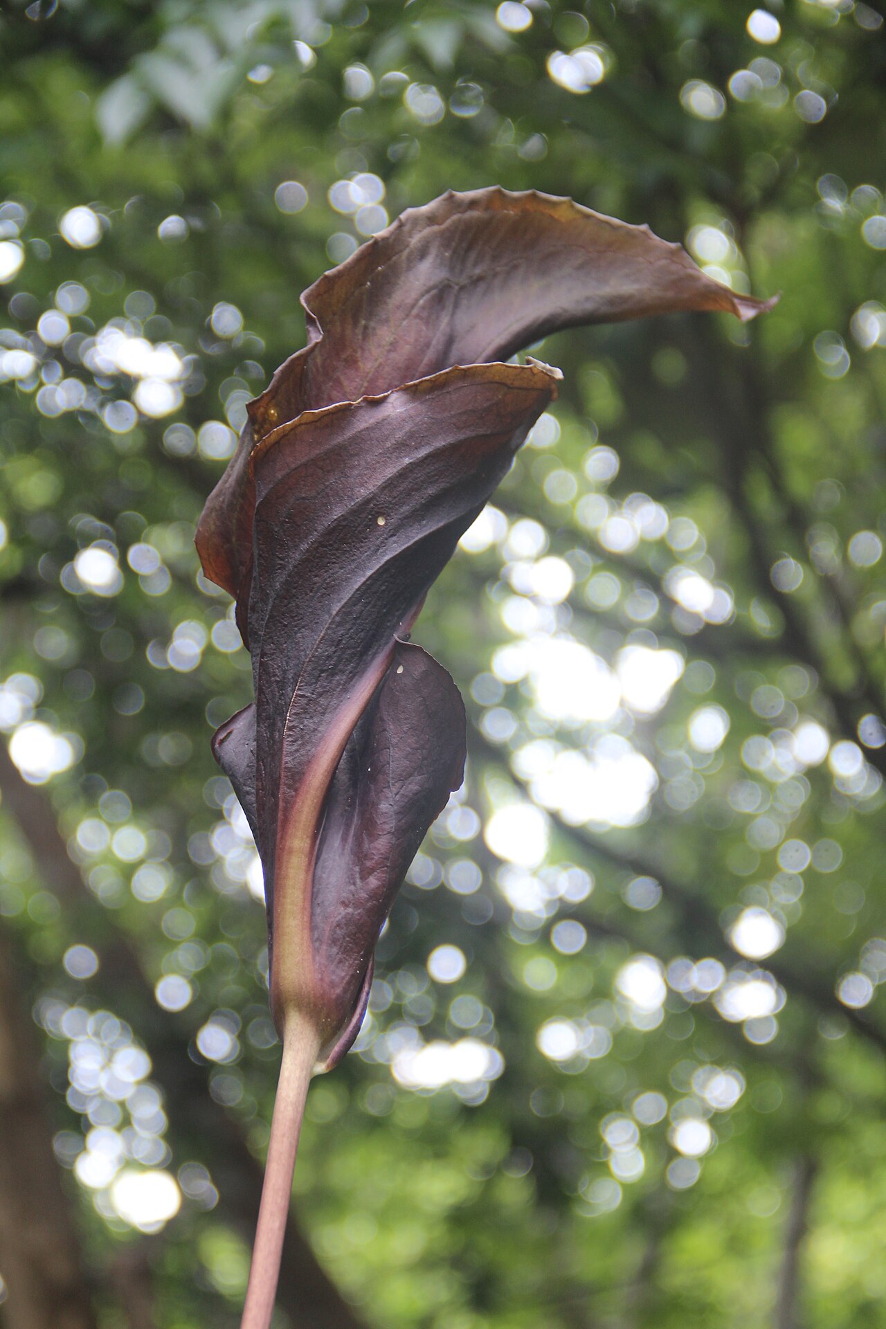 Anaphyllum wightii: Anaphyllum wightii. Family: Araceae. Endemic to the Western Ghats of India. Used in Medicinal purposes