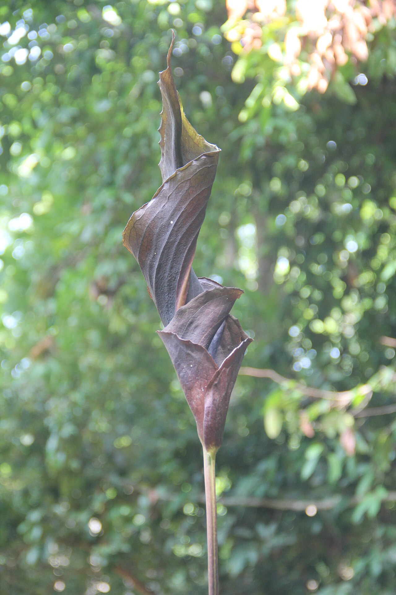 Anaphyllum wightii: Family: Araceae, have medicinal properties