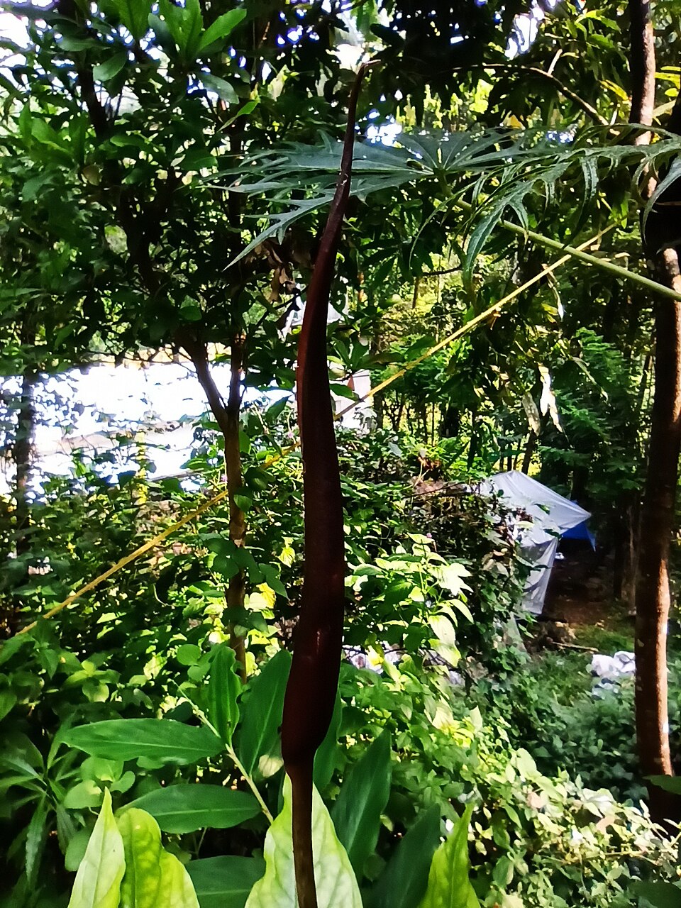 Anaphyllum wightii: കീരിക്കിഴങ്ങ് (Anaphyllum wightii)