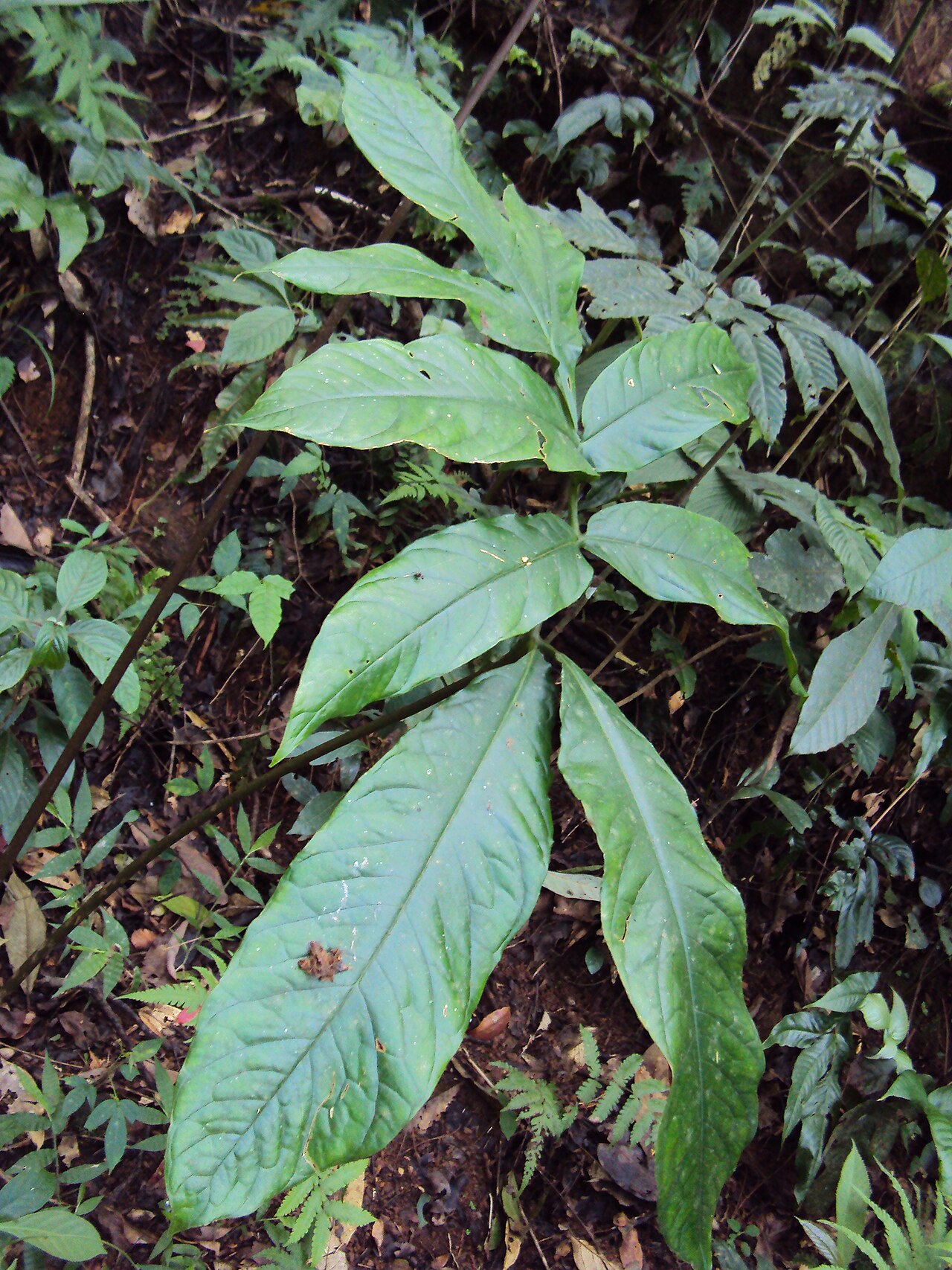 Anaphyllum wightii: Anaphyllum wightii