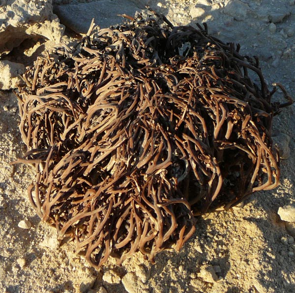 Dinosaur plant: Anastatica hierochuntica, largest diameter: 22 cm, Hurghada/Egypt, November 2006