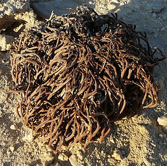 Dinosaur plant: Anastatica hierochuntica, largest diameter: 22 cm, Hurghada/Egypt, November 2006