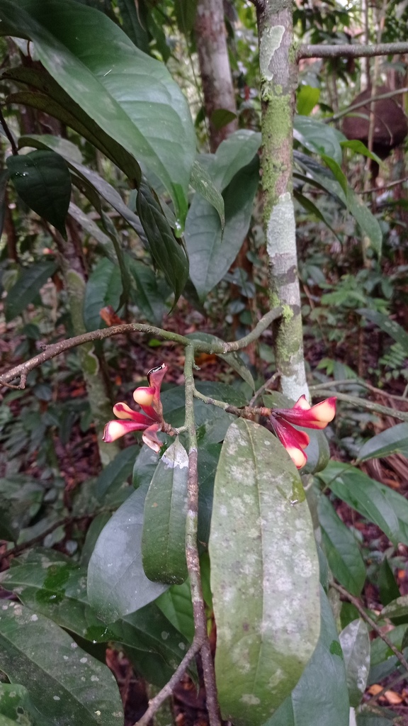Anaxagorea brevipes (Anaxagorea brevipes)