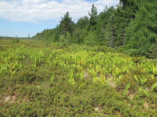 Virginia chain fern: Nom français : woodwardie de Virginie. Nom anglais : Virginia chain fern. Plants de woodwardie de Virginie, en milieu naturel (tourbière).