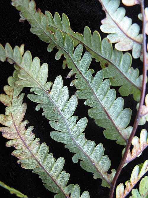 Virginia chain fern: Nom français : woodwardie de Virginie. Nom anglais : Virginia chain fern. Portion de jeune fronde de woodwardie de Virginie, vue de dessous.