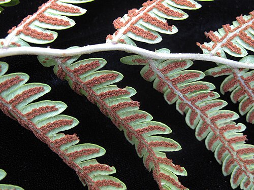 Virginia chain fern: Nom français : woodwardie de Virginie. Nom anglais : Virginia chain fern. Portion de fronde avec sores (sporanges) de woodwardie de Virginie, vue de dessous.