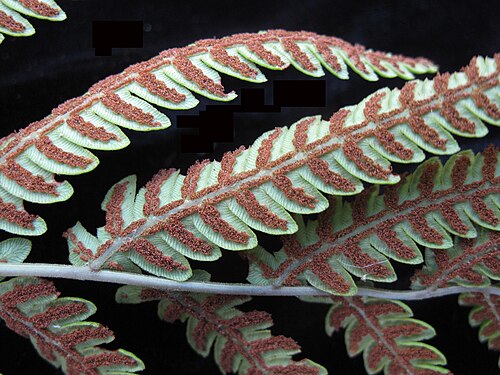 Virginia chain fern: Nom français : woodwardie de Virginie. Nom anglais : Virginia chain fern. Portion de fronde (sores, sporanges) de woodwardie de Virginie, vue de dessous.