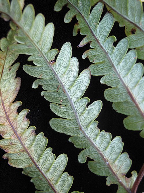 Virginia chain fern: Nom français : woodwardie de Virginie. Nom anglais : Virginia chain fern. Portion de jeune fronde de woodwardie de Virginie, vue de dessous.