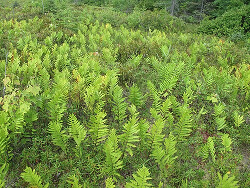 Virginia chain fern: Nom français : woodwardie de Virginie. Nom anglais : Virginia chain fern. Plants de woodwardie de Virginie, en milieu naturel (tourbière).